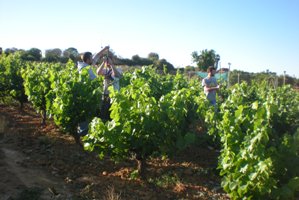 La Fundación Doñana 21 y SEO/BirdLife se unen para trabajar en el proyecto del Estudio de la Avifauna de los viñedos tradicionales