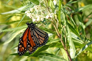 Las mariposas monarca cruzan el Atlántico y se establecen en Andalucía