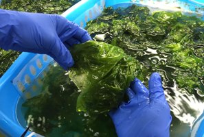 Investigadores de la UCA trabajan para poner en valor las algas de la bahía de Cádiz