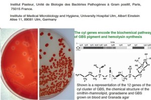 Microbiólogos del Hospital Virgen de las Nieves clarifican la virulencia del estreptococo de grupo B en recién nacidos