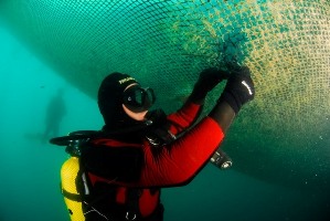 La Fundación Ctaqua trabajará en la prevención y mitigación de escapes de peces en acuicultura en mar abierto