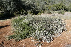 La Fundación Monte Mediterráneo mejora los majanos de los conejos