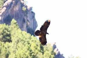 La Fundación Gypaetus participa en las XXXIX jornadas de la Oveja Segureña de Huéscar