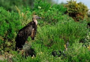 Noventa mil aves de 30 especies distintas han cruzado el Estrecho de Gibraltar durante la primavera