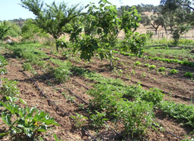 La Fundación Monte Mediterráneo organiza el curso ‘Productor de hortalizas ecológicas’ de formación profesional para el empleo