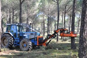 Desarrollan un kit para la recogida automatizada y selectiva de piñas de pino piñonero