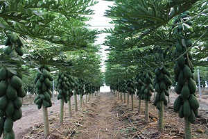Tecnova trabaja en un proyecto de cultivo de papaya bajo invernadero