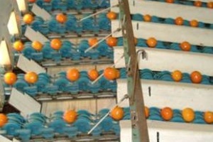 La Fundación Tecnova mejora las líneas de procesado de las centrales hortofrutícolas evitando daños en los frutos