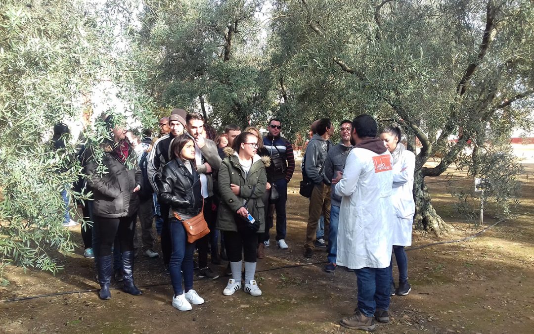 Más de 300 personas participan en las Visitas Solidarias al Olivo