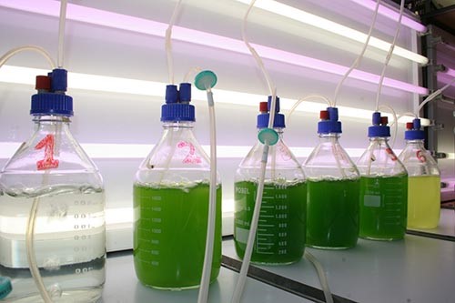 Tecnologías de microalgas, una propuesta sostenible para el tratamiento de aguas residuales industriales