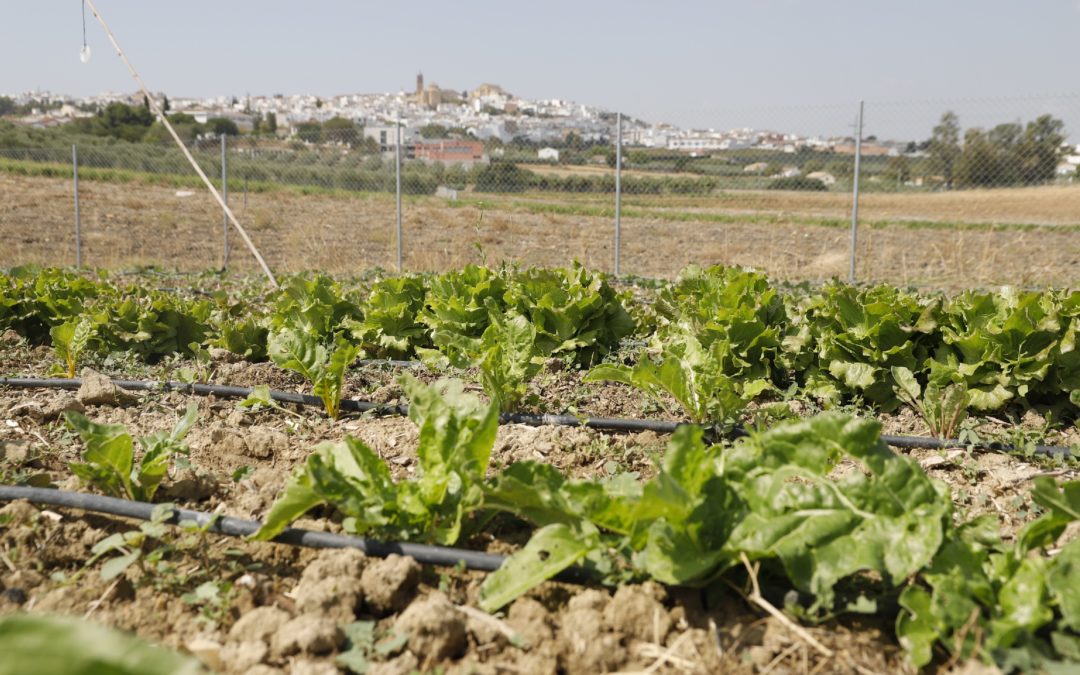 La apuesta por productos locales y ecológicos cerrará el ciclo de conferencias de agricultura sostenible de la FSU