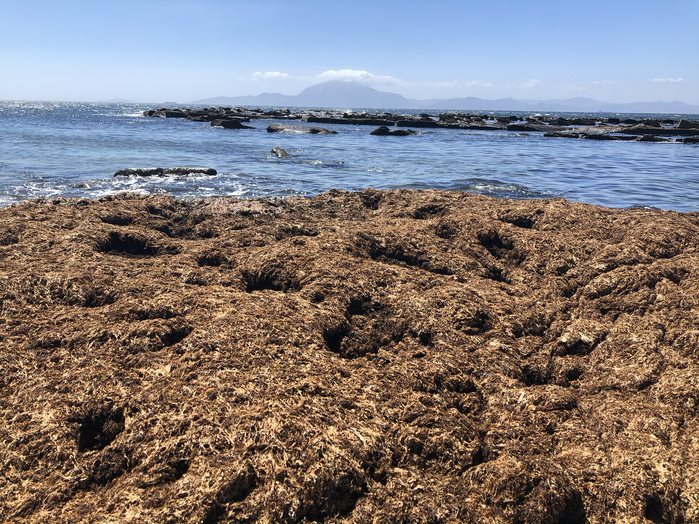 El estudio de las Fundaciones Cepsa y de Investigación de la US avanza en su conocimiento del alga Rugulopteryx okamurae y su comportamiento en el medio marino