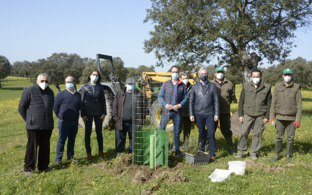 El Dehesafío inicia la campaña 2021 con la siembra de 800 encinas en Los Pedroches.