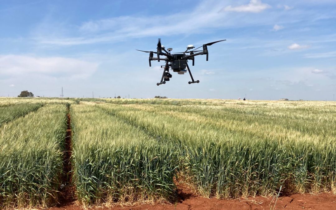 Agrosap y la US desarrollan una tecnología para reducir la contaminación por micotoxinas de alimentos procedentes de cebada y trigo.