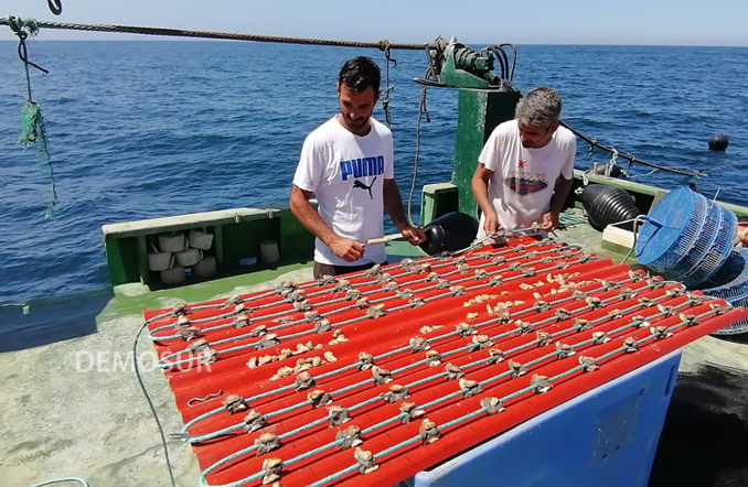 DEMOSUR consigue producir ostras de calidad “especial” en las aguas de Conil