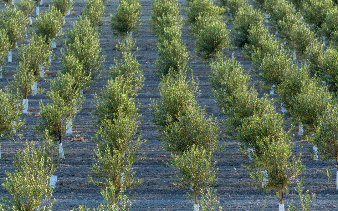Abierta la convocatoria de GEN4OLIVE con 750.000€ para proyectos que contribuyan a la mejora genética del olivo
