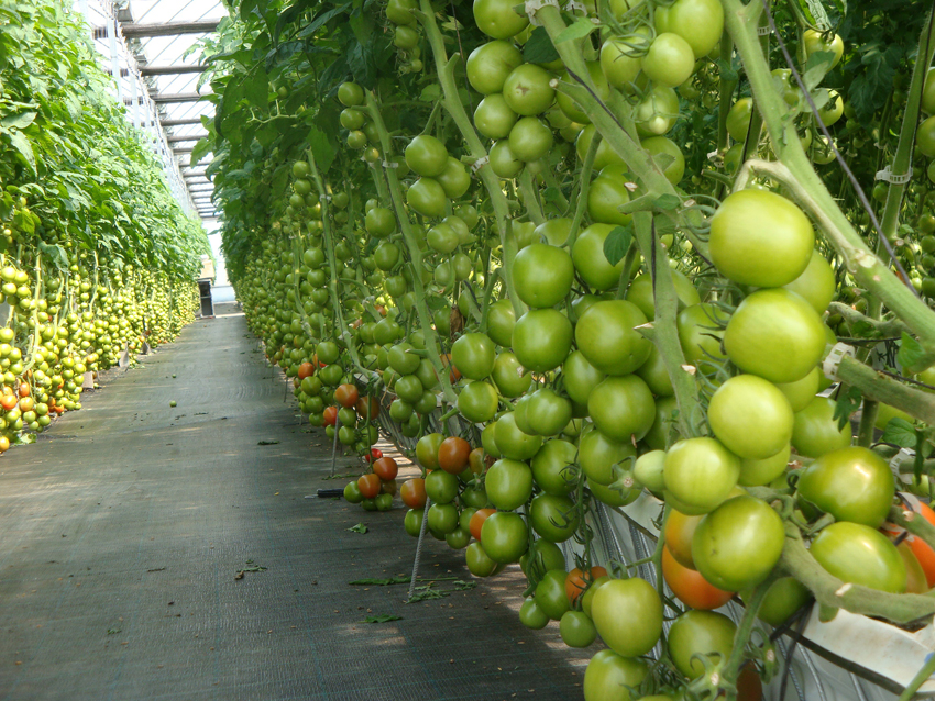 El proyecto VIRTIGATION, financiado con fondos europeos, aborda las  enfermedades víricas en tomates y cucurbitáceas