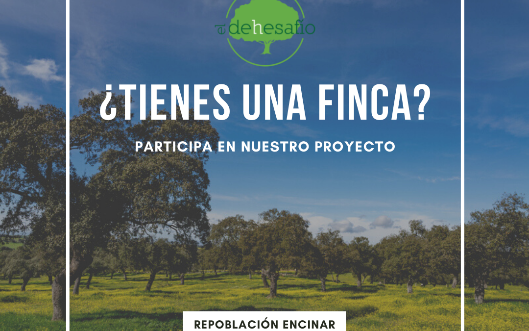 El Dehesafío, de Fundación PRODE, busca fincas para la campaña de regeneración  de la dehesa 2022