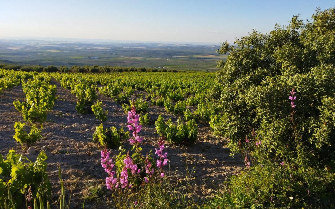 La FSU organiza un seminario sobre “Ayudas y transición a la agricultura ecológica” para productores, técnicos, jóvenes y futuros profesionales de la comarca