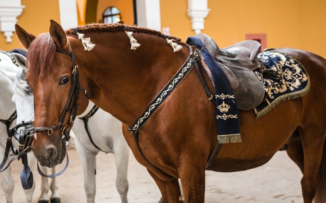 Reluxo, el caballo andaluz de 26 años que ha recorrido medio mundo