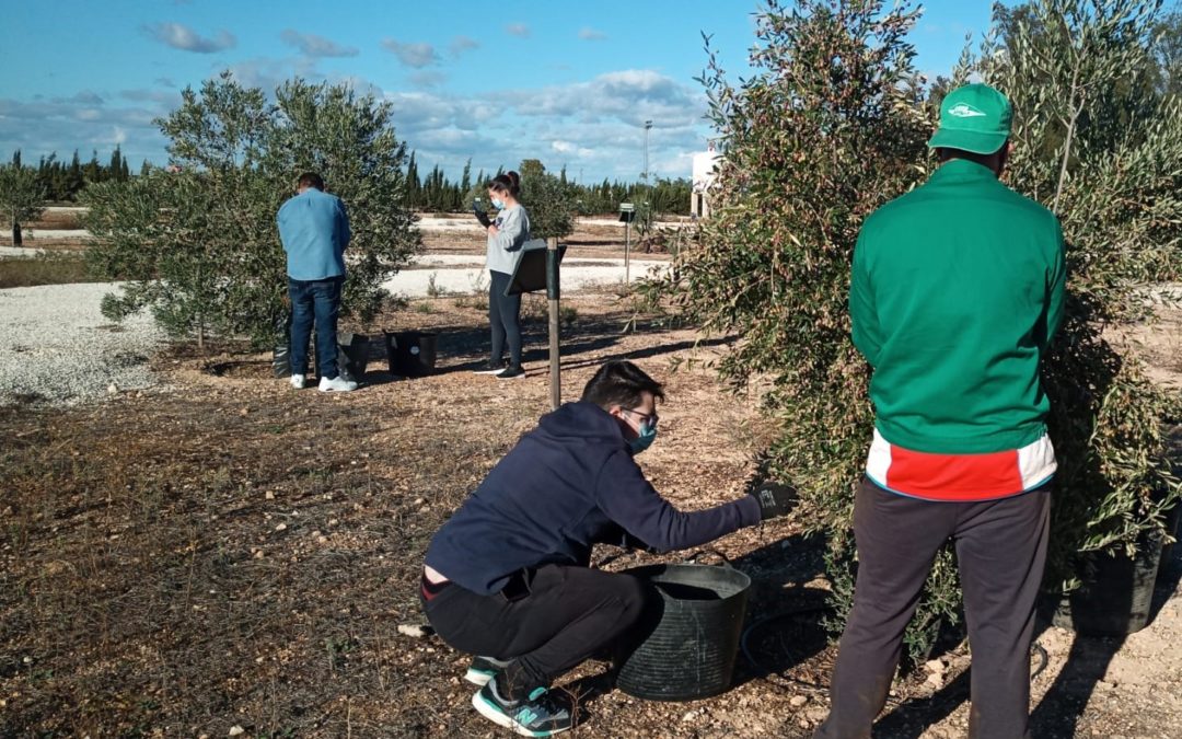 Las fundaciones Juan Ramón Guillén y Randstad desarrollan con éxito su primera formación de maestro de  almazara y especialista en cata de AOVE