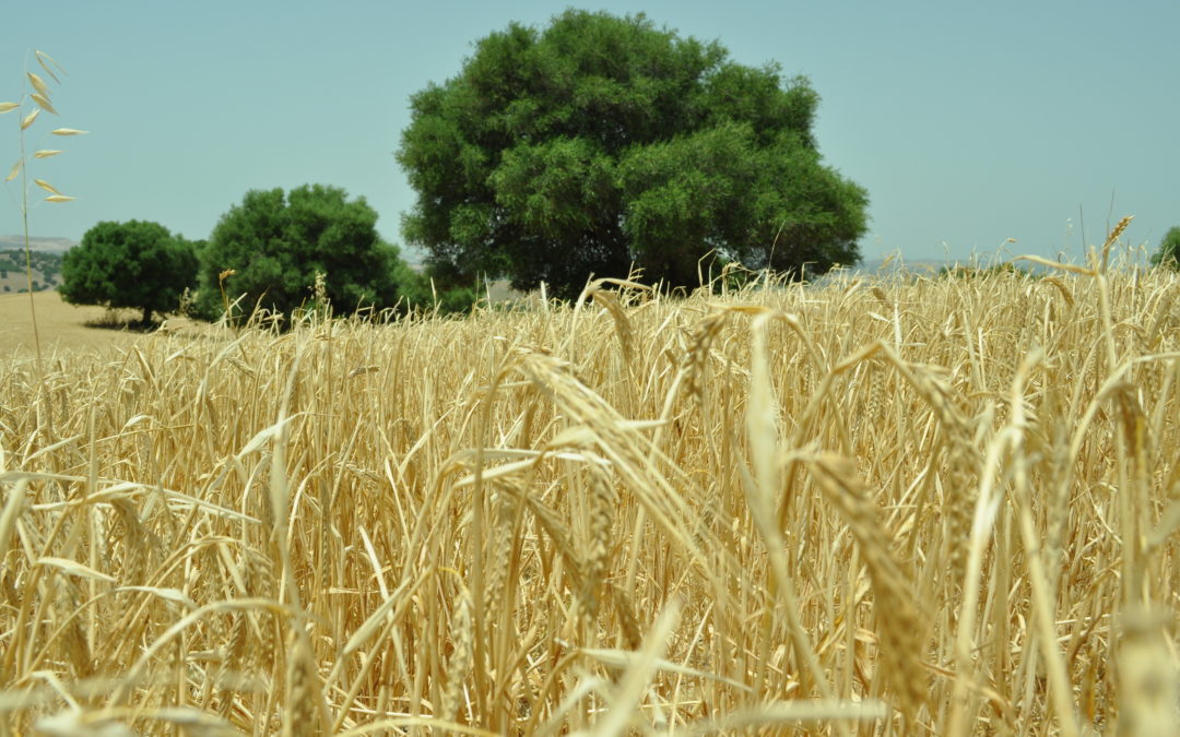 El proyecto MoniCa desarrolla en Cádiz una plataforma de agromonitorización de cultivos extensivos