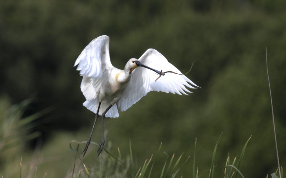 La espátula regresa a la laguna primera de palos sesenta años después