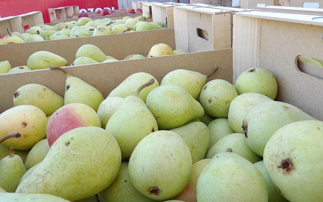 El Banco de Alimentos de Córdoba continúa la lucha por alcanzar el desperdicio cero durante el otoño