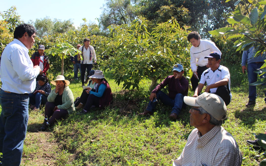 Madre Coraje y la AACID apoyan el emprendimiento de 382 familias peruanas dedicadas a la miel, al cuy y al aguacate