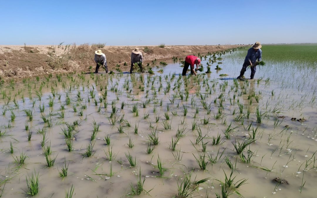 El proyecto SAMA aplica IoT, IA e imágenes satelitales para un cultivo de arroz más sostenible