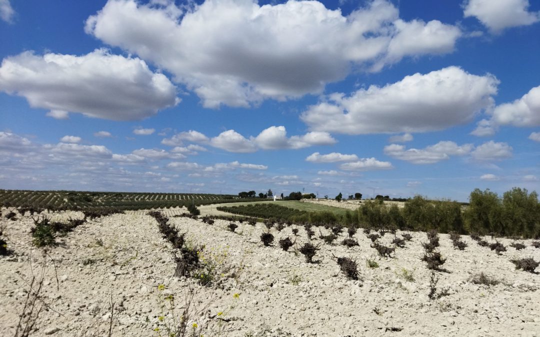 El manejo sostenible del suelo desde las prácticas de la agricultura regenerativa centrarán las II jornadas técnicas del proyecto Somos Semilla