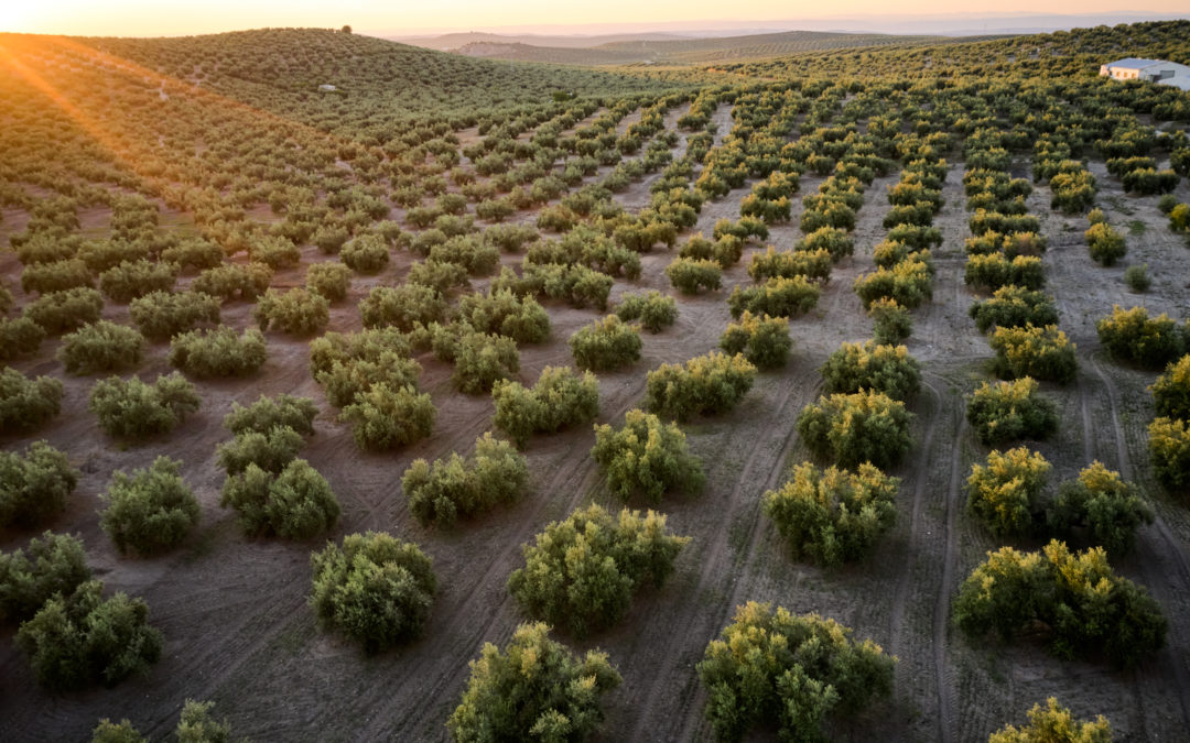 GEN4OLIVE acaba de abrir su segunda convocatoria para financiar planes de mejora del olivo con un presupuesto de 250.000€