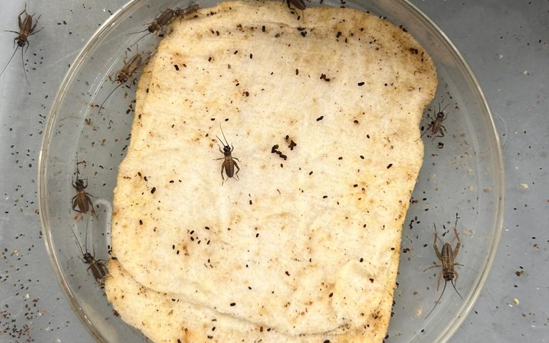 AGROENTOOL, el uso de herramientas biotecnológicas para una agricultura más  sostenible