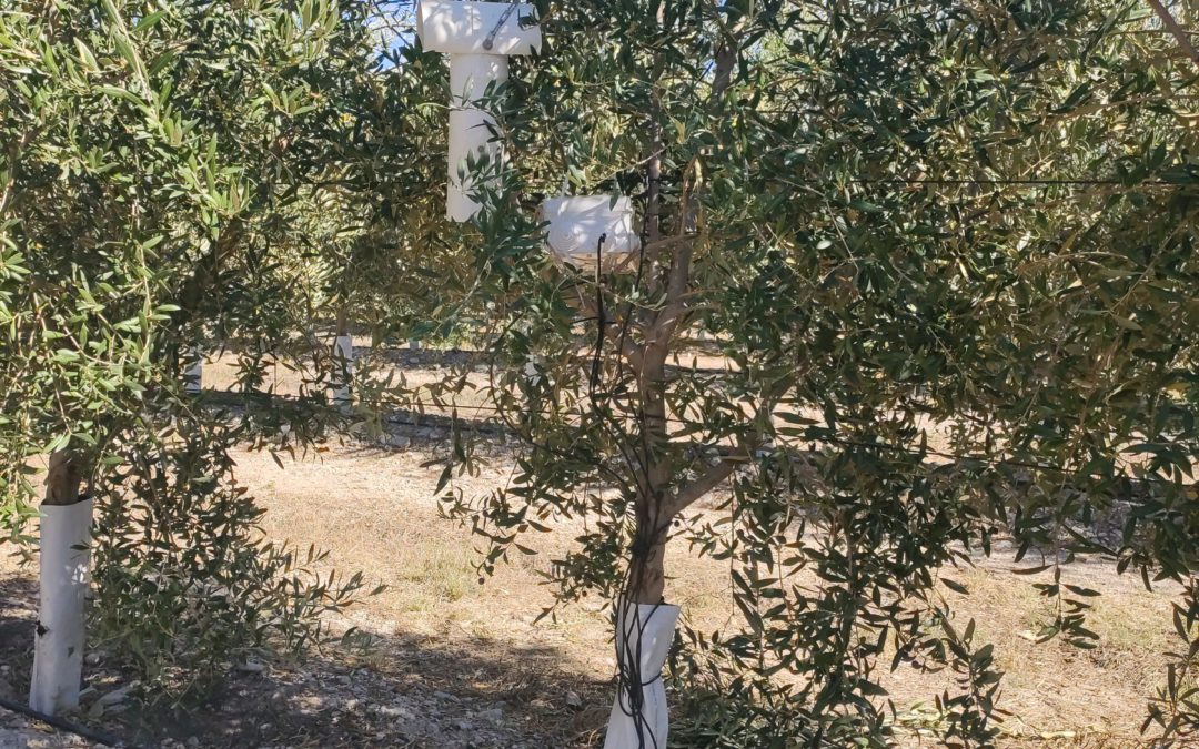 ITO FOG, el proyecto andaluz que consigue aportes precisos de agua cuando el olivar lo necesite
