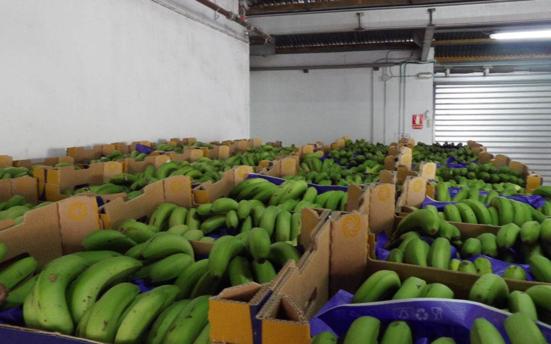 El Banco de Alimentos Medina Azahara de Córdoba recibe un total de 21.384 kilos de plátanos