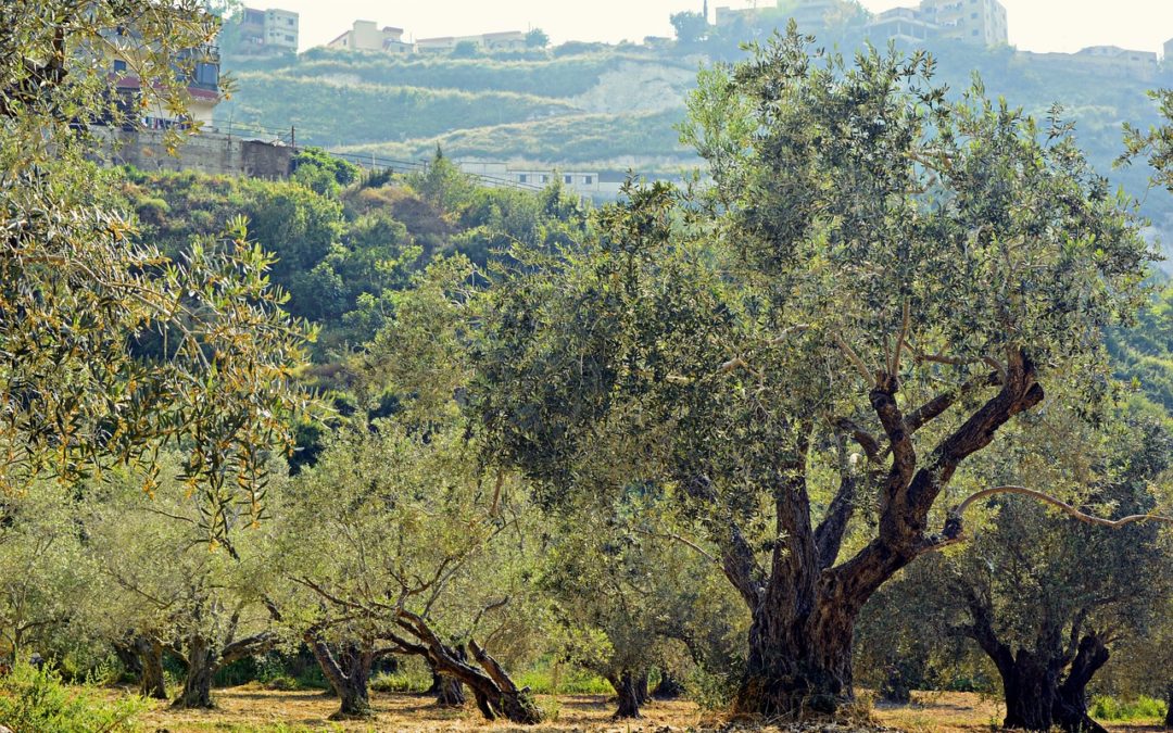 5 pymes andaluzas consiguen financiación de GEN4OLIVE  para proyectos de mejora genética del olivo