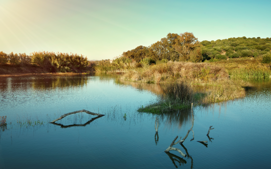 Voluntariado y concienciación ambiental, claves en la celebración del Día del Medio Ambiente de Fundación Cepsa