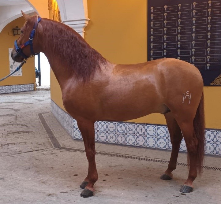 Holandés XVII, propiedad del Hierro del Bocado, cedido a la Real Escuela