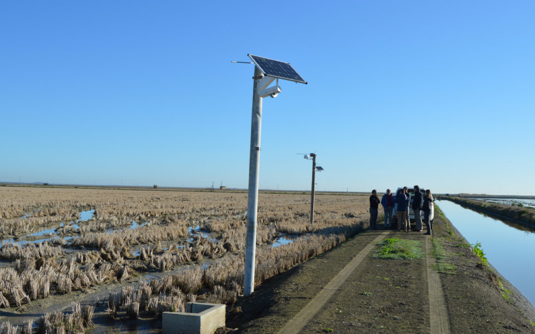 El proyecto SAMA finaliza tras desarrollar una plataforma de agromonitorización de cultivos del arroz en Cádiz y Sevilla